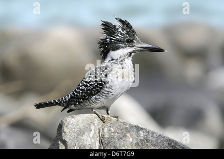 Crested Kingfisher - Megaceryle lugubris Stockfoto