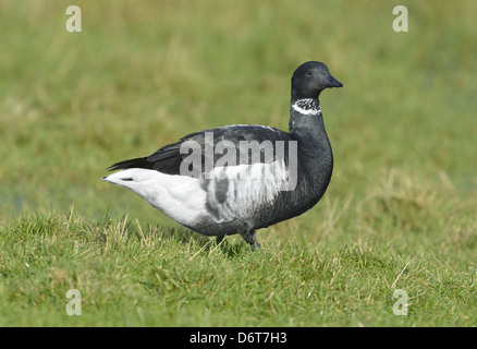 Black Brant (Brent) - Branta Bernicla nigricans Stockfoto