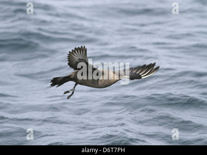 Arctic Skua Stercorarius Parasiticus im Flug Stockfoto