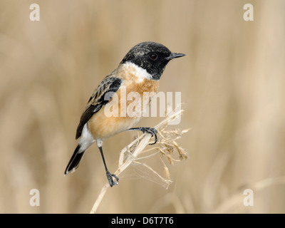 Sibirische Schwarzkehlchen - Saxicola maurus Stockfoto