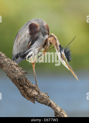 Purpurreiher - Ardea purpurea Stockfoto