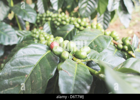 Der Kaffeebaum vor machen, Kaffee Stockfoto