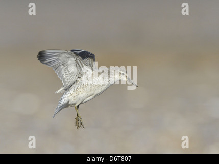 Knoten Calidris Canutus im Flug Stockfoto