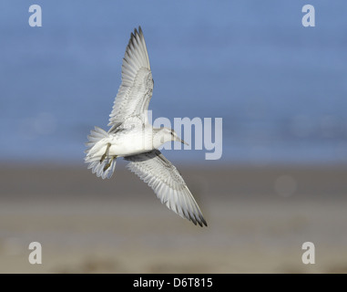 Knoten Calidris Canutus im Flug Stockfoto