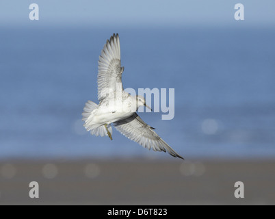 Knoten Calidris Canutus im Flug Stockfoto