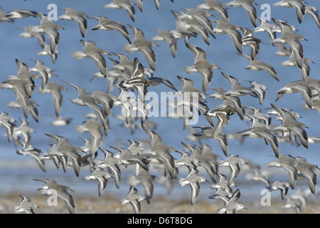 Knoten Calidris Canutus-Herde im Flug Stockfoto