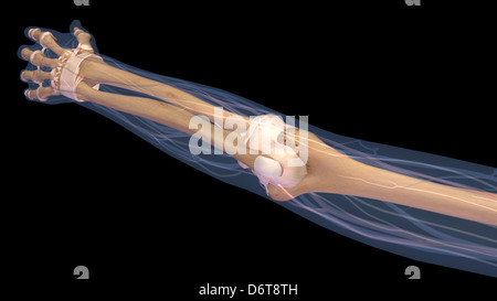 Weibliche Ellbogen und Unterarm Skelett Anatomie, zurück, hintere Ansicht. Voller Farbe 3D Darstellung auf schwarzem Hintergrund Stockfoto