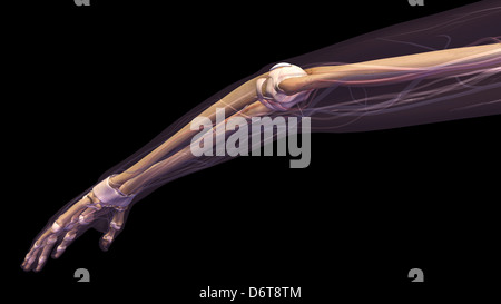 Ellbogen und Unterarm Skelett Anatomie der Frau, Seite, hintere Ansicht. Voller Farbe 3D Darstellung auf schwarzem Hintergrund Stockfoto