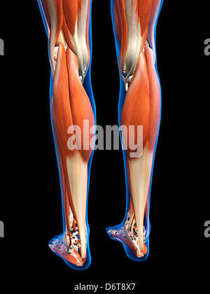 Weibliche Beine Füße Muskeln Anatomie in Blau x-ray Gliederung Full Color 3D Computer generierte Abbildung auf schwarzen Hintergrund Stockfoto