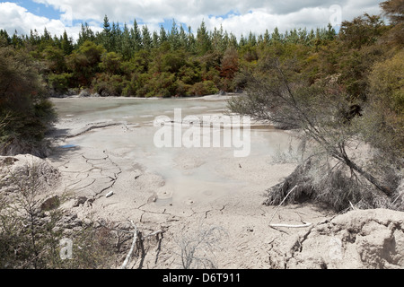 Schlammpfützen in Wai-O-Tapu Geothermal Reserve Rotorua, Neuseeland Stockfoto