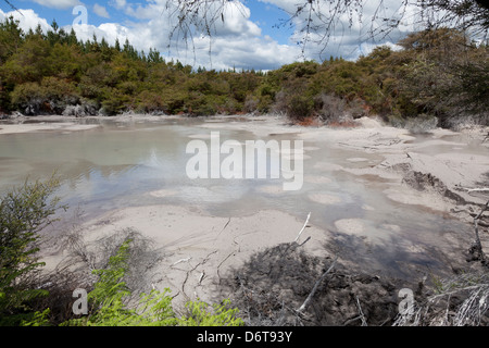 Schlammpfützen in Wai-O-Tapu Geothermal Reserve Rotorua, Neuseeland Stockfoto