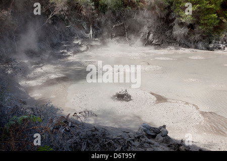 Schlammpfützen in Wai-O-Tapu Geothermal Reserve Rotorua, Neuseeland Stockfoto