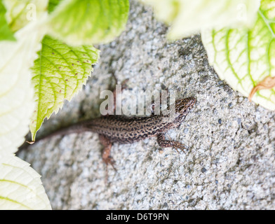 Europäische Mauereidechse (Podarcis Muralis) Stockfoto