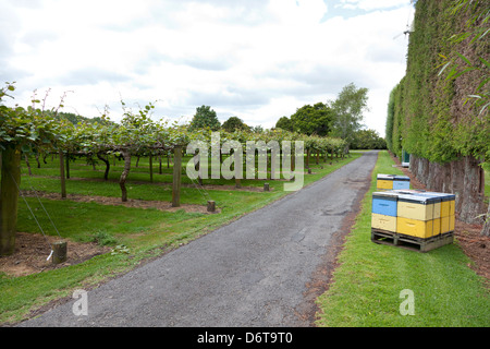 Bienenstöcke in den Obstgärten in Kiwi-Land in Te Puke, New Zealand, im zeitigen Frühjahr Stockfoto