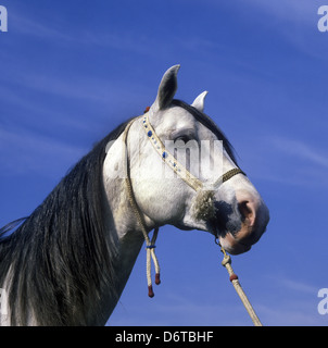 Pferd - arabischen Nahaufnahme von grauen Hengstes Kopf / Halfter Stockfoto