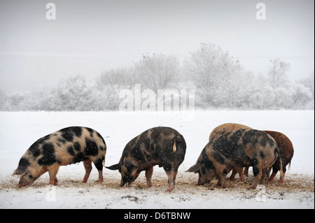 Freilandhaltung Schweine bei Schneefall auf einer Farm in der Nähe von Nailsworth, Gloucestershire UK Stockfoto