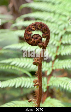 Farn Wedel im Frühling, Neuseeland Stockfoto