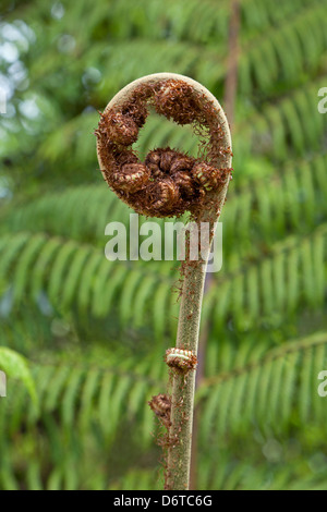 Farn Wedel im Frühling, Neuseeland Stockfoto