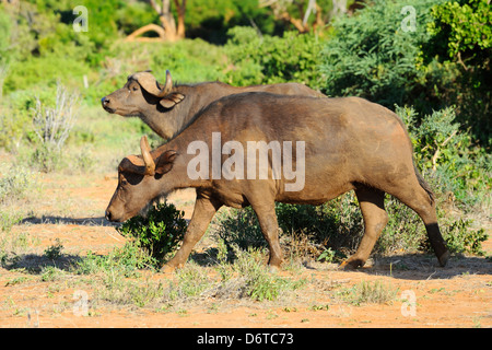 Afrikanischer Büffel in Tsavo East Nationalpark, Kenia, Ostafrika Stockfoto