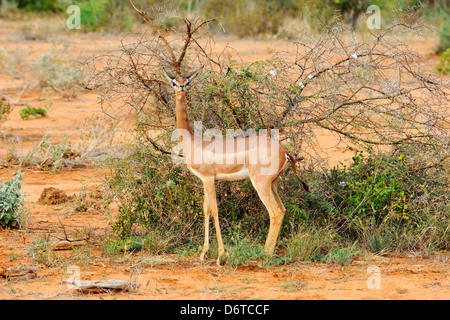 Gerenuk in Tsavo East Nationalpark, Kenia, Ostafrika Stockfoto