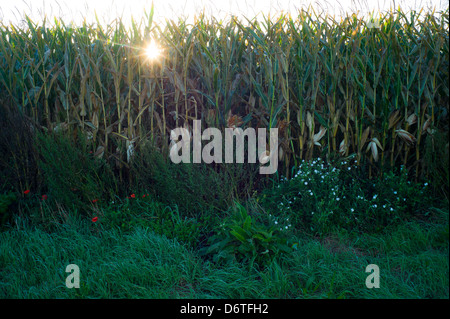 Sonne lugt durch Mais-Ernte, bereit für die Ernte, am frühen Morgen, Normandie, Frankreich Stockfoto