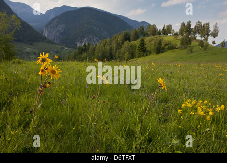 Arnika (Arnica Montana) blüht, wächst in Berg Weide Lebensraum, Rumänien, Juni Stockfoto