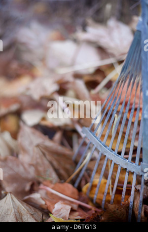 Herbstlaub im Garten geharkt werden. Stockfoto