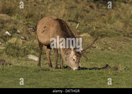 Ein 10-Punkte Rothirsch Hirsch Weiden - Isle of Jura Scotland Stockfoto