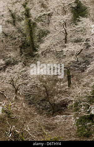 Verschränkte Bäume bereift im winter Stockfoto