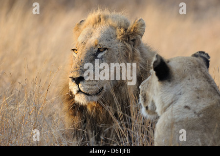 Löwe und Löwin, Panthera Leo, liegend in trockenen Rasen, am frühen Morgen, Krüger Nationalpark, Südafrika, Afrika Stockfoto