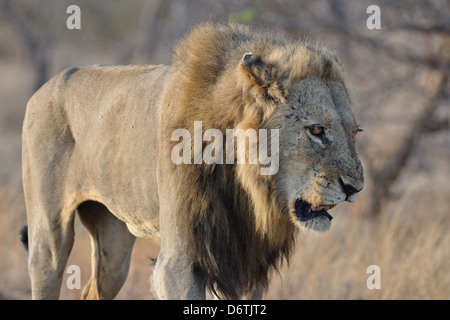 Lion, Panthera Leo, zu Fuß, bedrohlich, Krüger Nationalpark, Südafrika, Afrika Stockfoto