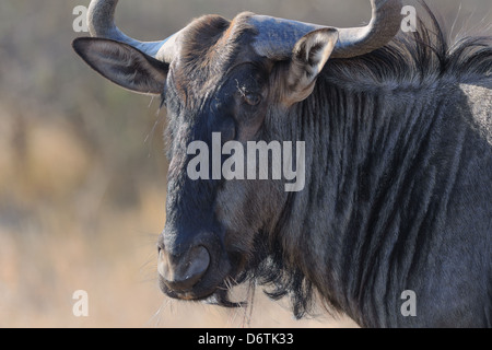 Gnus (Connochaetes Taurinus), Essen grass, Krüger Nationalpark, Südafrika, Afrika Stockfoto