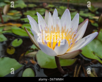Lila Seerose in einem Teich in Bali Stockfoto