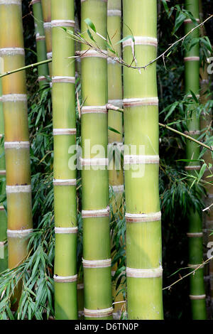 Ein Bambus-Plantage im Sden von Kolumbien. Hier Bambus Grtows schnell.  Bambus ist eines der am schnellsten Materialien, Huser zu bauen und wchst  sehr schnell Stockfotografie - Alamy
