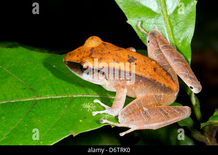 Peruanischen Regen Frosch (Pristimantis Peruvianus) sitzt auf einem Blatt im Regenwald Ecuadors Stockfoto