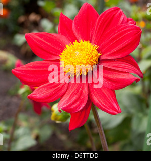 Dæhlie "Firewheel', Halskrausen-Dæhlie, Dahlia Hybrida, Asteraceae Stockfoto