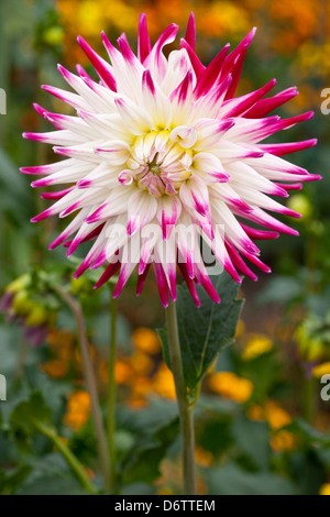 Dæhlie, Kaktus-Dæhlie, Dahlia Hybrida, Asteraceae Stockfoto