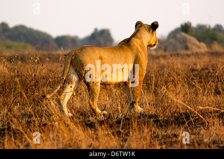 Weibliche Löwen auf der Jagd Stockfoto