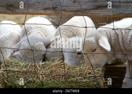 Lämmer Essen Heu auf einer Schaf-Ranch in der Nähe von Emmett, Idaho, USA. Stockfoto