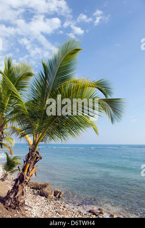 Palmen gesäumten Strand, Jacmel, Haiti, Caribbean Stockfoto