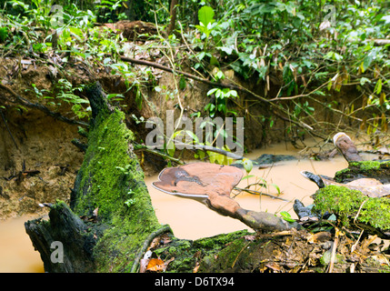 Ganoderma Pilze wachsen neben einem Bach Regenwald in Ecuador Stockfoto