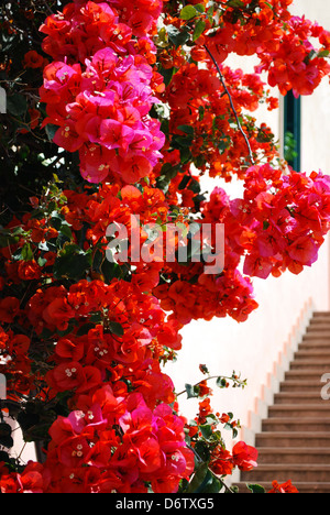 Roten und violetten Bougainvillea Blumen und Treppen im Hintergrund, San Remo, Italien Stockfoto