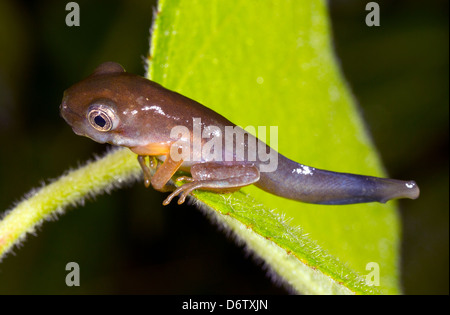 Amphibisch Metamorphose - Kaulquappe ändern in einen Frosch über einen Pool von Regenwald in Ecuador Stockfoto