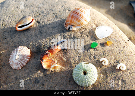 Neben der Plastikmüll finden Sie auf abgelegenen Stränden heutzutage gibt es noch einige schöne Dinge gefunden werden. Stockfoto