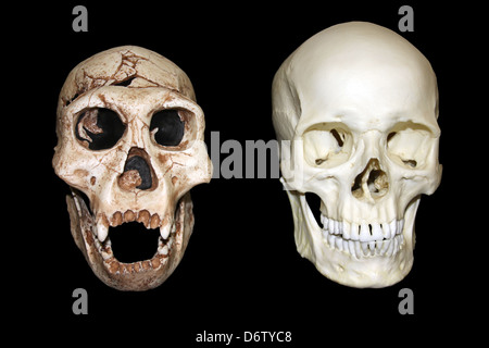 Dmanisi Homo Erectus Vs Homo Sapiens Schädel Stockfoto