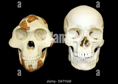"Lucy" Australopithecus Afarensis Vs Homo Sapiens Stockfoto