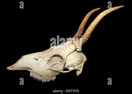 Schädel und Geweih eines zwei Jahre alten europäischen Rehe Capreolus Capreolus Buck Stockfoto