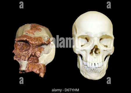 Homo Habilis Schädel OH 24 KNM Vs Homo sapiens Stockfoto