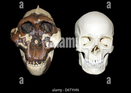 Nussknacker Mensch Australopithecus robustus Vs Homo Sapiens Schädel Stockfoto