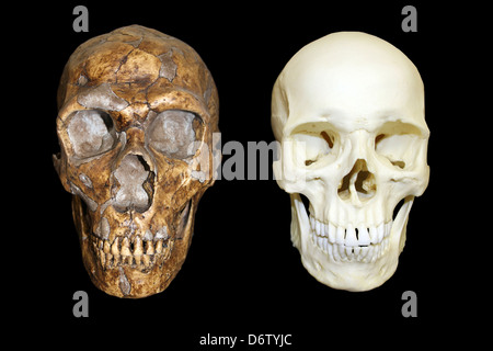 Homo Neanderthalensis Vs Homo Sapiens Schädel Stockfoto